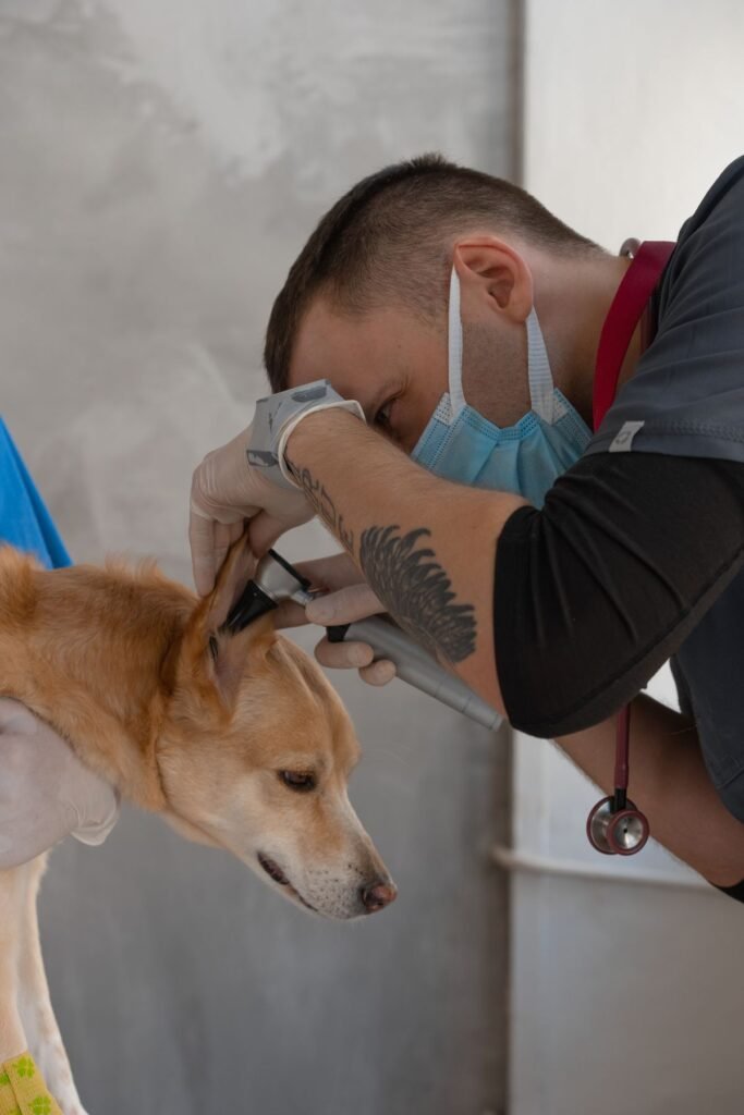 Close-up of a dog's ears being checked for infection