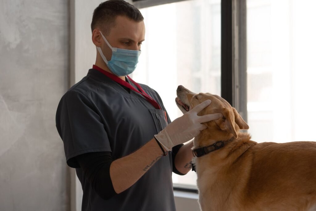 Veterinarian examining a dog during an annual pet wellness exam in Burnaby