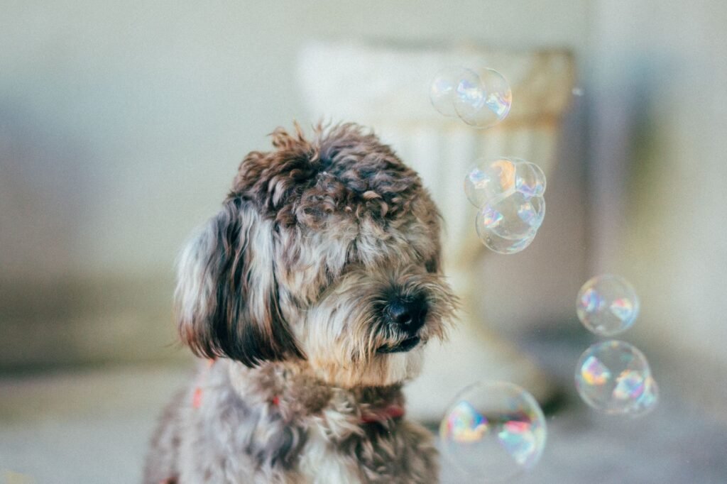 Cute Tibetan Terrier dog playing with bubbles indoors, capturing a joyful and whimsical moment.